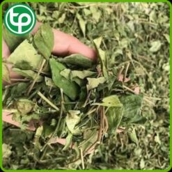 Alternative view of Dây Thìa Canh