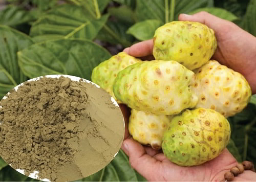 Bột trái nhàu của Tấn Phát