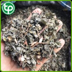 Alternative view of Chè Dây - Trà Dây Cao Bằng