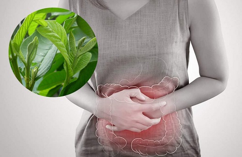 Lá ổi cải thiện chứng khó tiêu