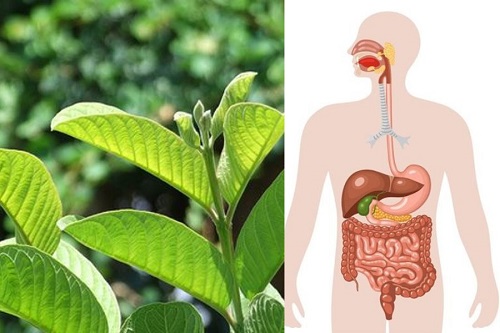 Lá ổi cải thiện chứng khó tiêu