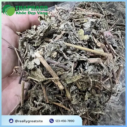 Hình ảnh cây chè dây tự nhiên tươi tốt trước khi thu hái