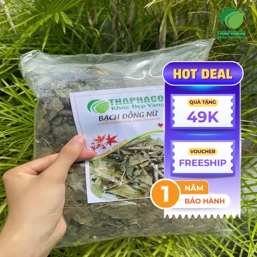 Hình ảnh cây Bạch Đồng Nữ tươi, một loại thảo dược quý trong y học cổ truyền với lá xanh mướt và hoa trắng tím dịu dàng.