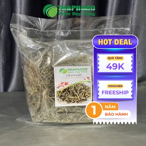 Hình ảnh cây cà gai leo tươi tại vườn