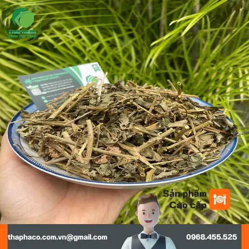 Cà gai leo sấy khô chất lượng cao từ Thảo Dược Tấn Phát