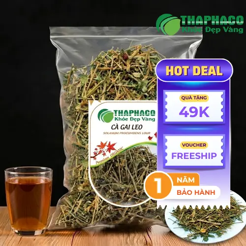 Công dụng cà gai leo sấy khô bảo vệ gan