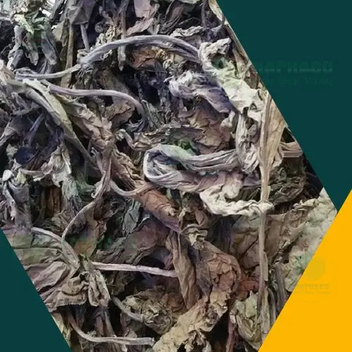 Lá Khôi Tía sấy khô chất lượng cao từ Thảo Dược Tấn Phát