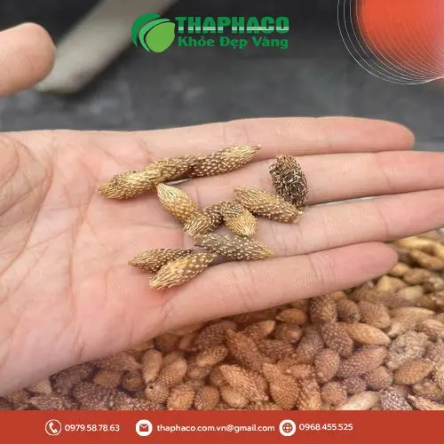 Hình ảnh cây ké đầu ngựa tự nhiên