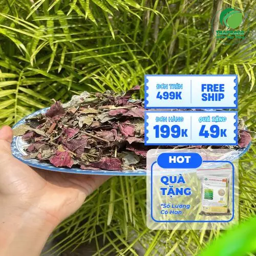 Hình ảnh lá đơn đỏ tươi và khô tại Thảo Dược Tấn Phát