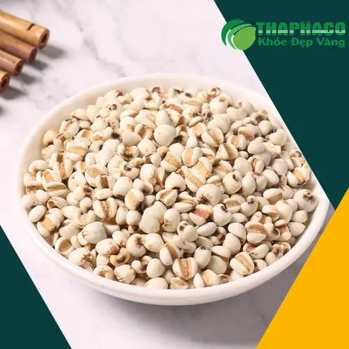 Hạt ý dĩ khô chất lượng cao từ Thảo Dược Tấn Phát