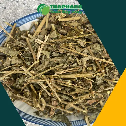 Cà gai leo khô Thảo Dược Tấn Phát chất lượng cao