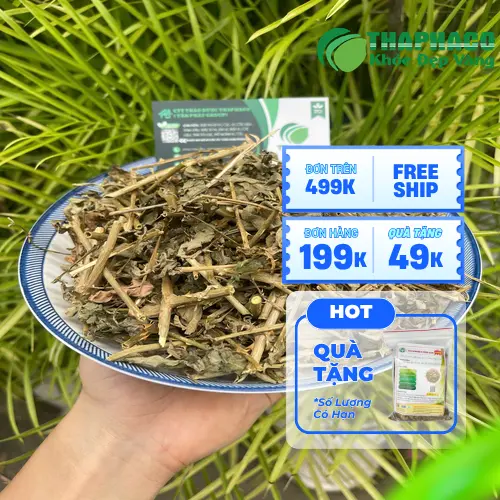 Cà gai leo khô được sắc nước uống