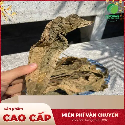 Đảm bảo Lá Khôi Tía sấy khô được bảo quản tốt nhất