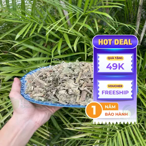 Cây cối xay tươi được thu hoạch và sơ chế kỹ lưỡng tại Thảo Dược Tấn Phát, đảm bảo nguồn gốc sạch và chất lượng.