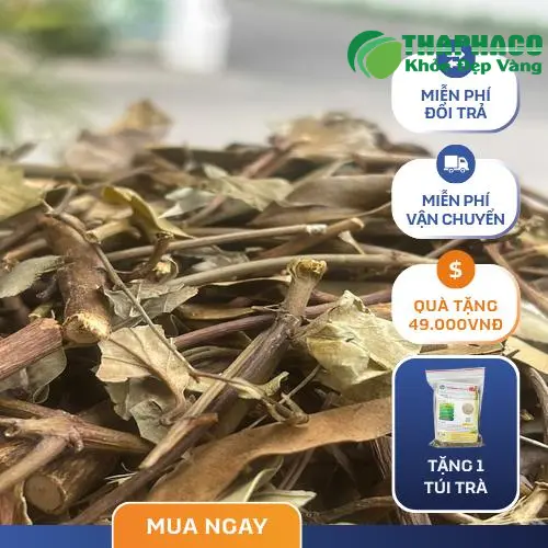 Cây chè vằng tự nhiên tươi xanh
