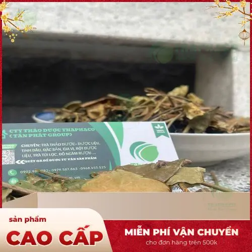 Quá trình thu hái và sơ chế chè vằng đảm bảo chất lượng