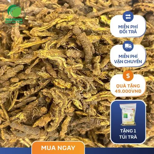 Hoàng Liên tươi, nguồn dược liệu quý giá từ thiên nhiên