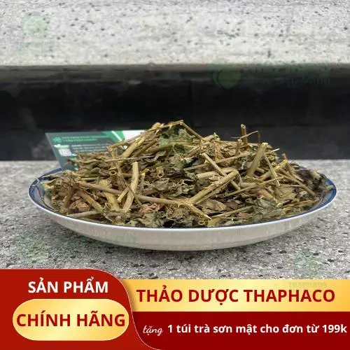 Hình ảnh cây cà gai leo tươi