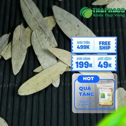 Phan Tả Diệp tươi nguyên liệu được thu hái cẩn thận