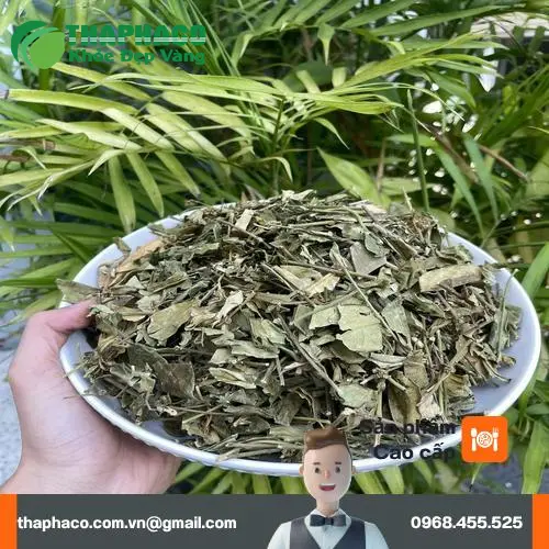 Dây thìa canh khô Thảo Dược Tấn Phát chất lượng cao
