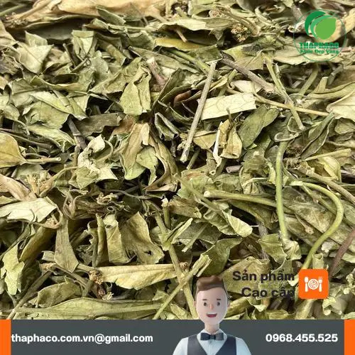 Dây Thìa Canh sấy khô Thảo Dược Tấn Phát nguyên cành, lá xanh tự nhiên.