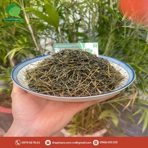 Giảo Cổ Lam tươi nguyên liệu sạch được tuyển chọn kỹ càng