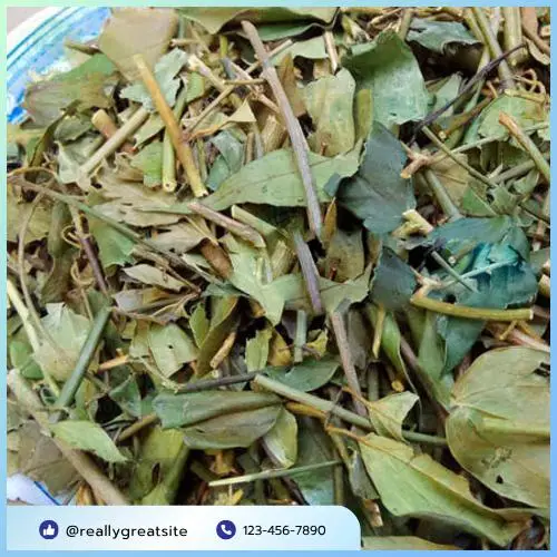 Quy trình sấy khô chè vằng đạt chuẩn tại Thảo Dược Tấn Phát