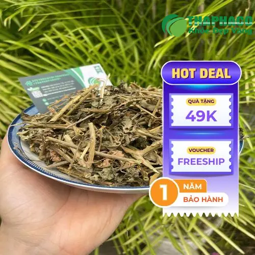 Cà gai leo khô chất lượng cao của Thảo Dược Tấn Phát
