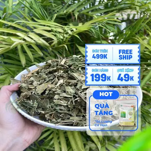 Lá Dây thìa canh tươi và khô sau thu hoạch