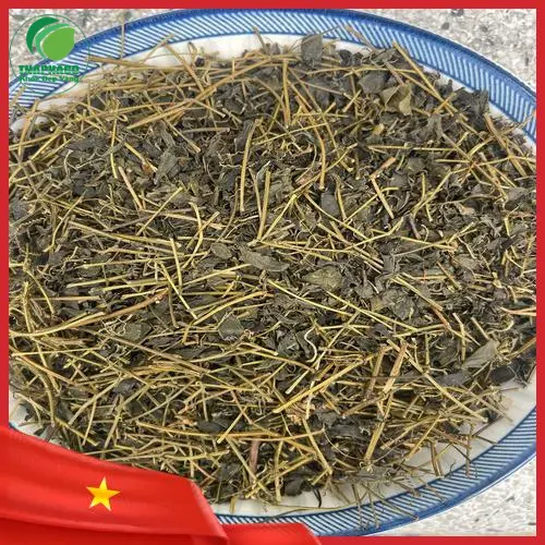 Lá giảo cổ lam tươi và khô được chế biến theo quy trình chuẩn
