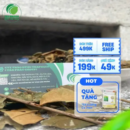 Kiểm tra chất lượng chè vằng trước khi đóng gói