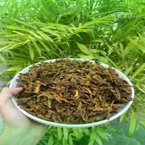 Hoàng Liên được thái lát mỏng để dễ phơi khô và bảo quản