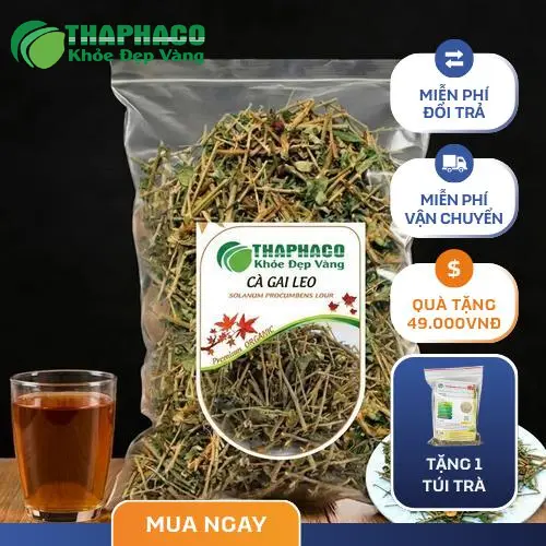 Cách sử dụng cà gai leo hiệu quả