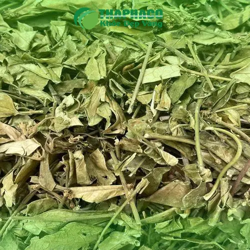 Người dùng sử dụng Dây thìa canh khô pha trà hàng ngày