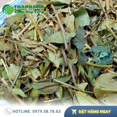 Thảo Dược Tấn Phát cung cấp chè vằng khô chất lượng cao