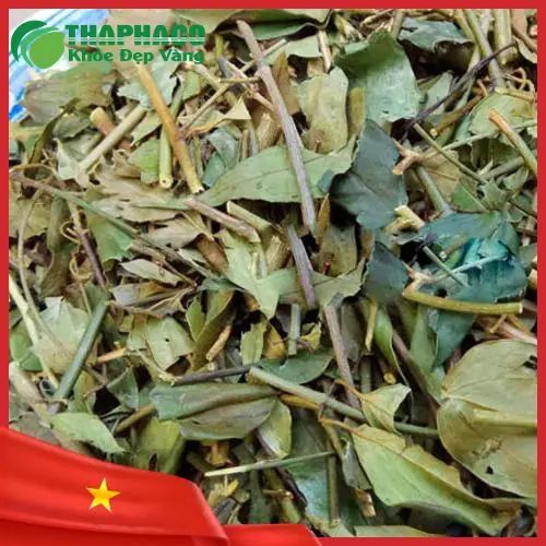 Hình ảnh Chè Vằng tươi được thu hái cẩn thận để chuẩn bị cho quá trình sấy khô, đảm bảo nguồn nguyên liệu sạch