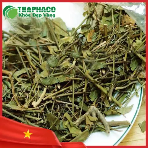 Lá chè vằng tươi trước khi chế biến thành thảo dược khô