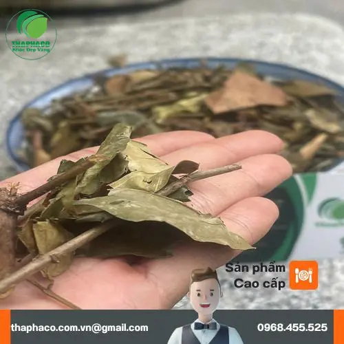 Quá trình phơi sấy chè vằng đảm bảo chất lượng