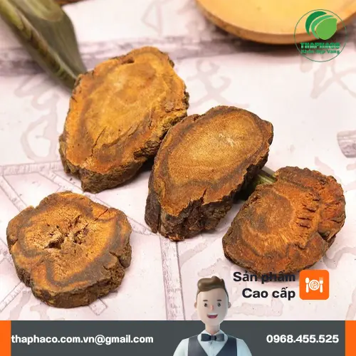 Quy trình sấy khô đại hoàng hiện đại tại Thảo Dược Tấn Phát