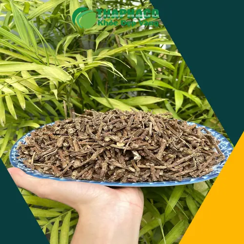 Hình ảnh dây thần thông tự nhiên tại rừng