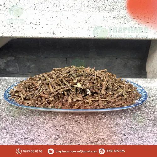 Khuyến mãi đặc biệt: Mua Dây Thần Thông tặng Trà Sơn Mật tại Thảo Dược Tấn Phát