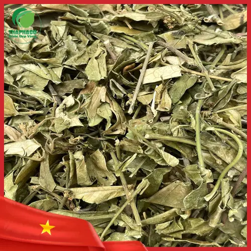 Dây Thìa Canh khô chất lượng cao tại Thảo Dược Tấn Phát