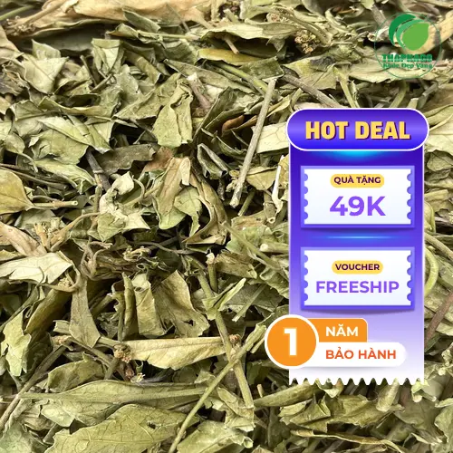 Quy trình sấy khô Dây Thìa Canh tại Thảo Dược Tấn Phát