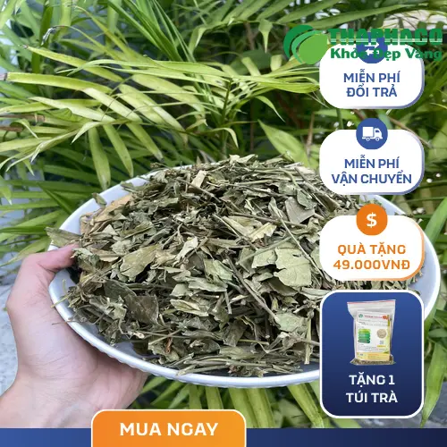 Mua Dây Thìa Canh chất lượng tại Thảo Dược Tấn Phát với giá ưu đãi