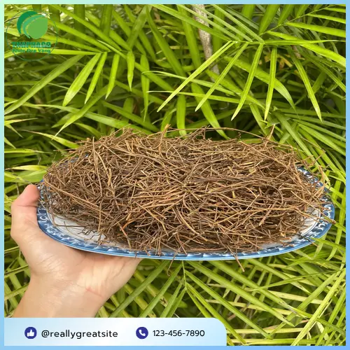 Dây tơ hồng - thảo dược khô quý giá