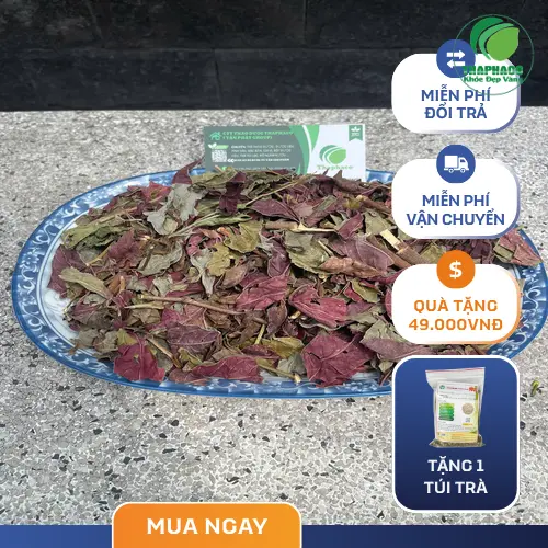 Lá đơn đỏ sấy khô chất lượng cao từ Thảo Dược Tấn Phát