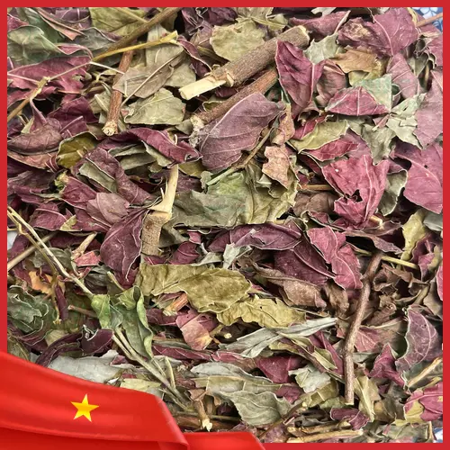 Nước sắc lá đơn đỏ và các thành phần dinh dưỡng