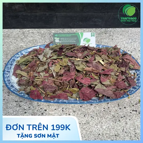 Cách pha trà Lá Đơn Đỏ sấy khô đơn giản, tiện lợi
