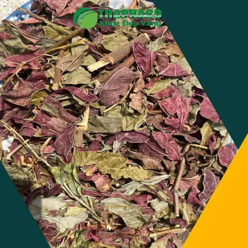 Dược liệu lá đơn đỏ sấy khô được sử dụng trong y học cổ truyền