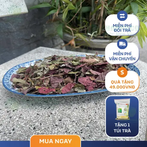 Bảo quản lá đơn đỏ sấy khô đúng cách tại nhà